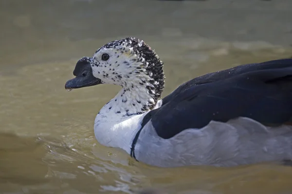 梳子鸭 Sarkidiornis melanotos 关闭 — 图库照片