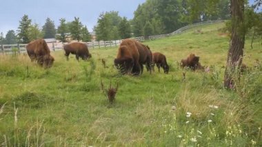 Amerikan Bison, bizon bizon yeşil bir alanda