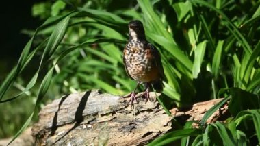 Juvenil Amerikan Robin, Turdus migratorius