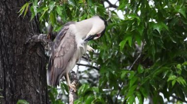 Gece-Heron, Nycticorax nycticorax, kara tepeli bakıp