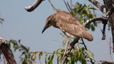 Juvenil siyah taç gece-Heron, Nycticorax nycticorax