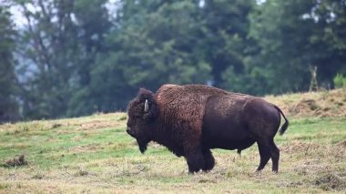 Soltary boğa Amerikan Bison, bizon bizon