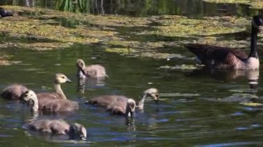 Kanada Kazı, genç ile Branta canadensis