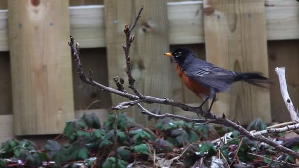 Adult American Robin, Turdus migratorius — Stock Video