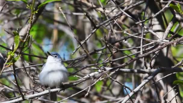 Mavi gri Gnatcatcher, Polioptila caerulea şarkısında konuk dansçı — Stok video