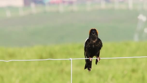 Bobolink, Dolichonyx oryzivorus, laulaa — kuvapankkivideo