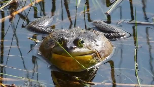 Bullfrog americano, Lithobates catesbeianus, gracchiare — Video Stock