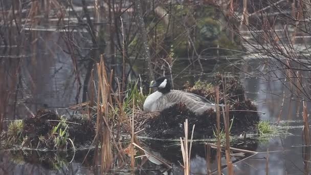 Canada Goose, Branta canadensis, on the nest — Stock Video