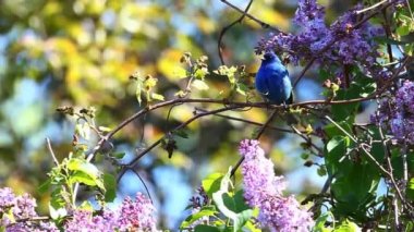 Indigo kiraz kuşu, passerina cyanea