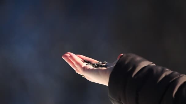 Chickadee de capa negra, Poecile atricapillus, se alimenta de la mano — Vídeos de Stock