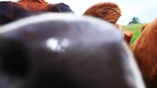 Стадо молочных коров на зеленом лугу — стоковое видео