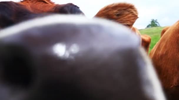 Troupeau de vaches laitières dans un pré vert 