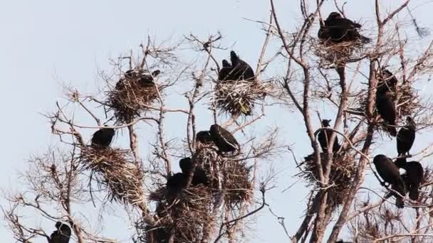 Двойной крест баклана, Phalacrocorax auritus гнездование — стоковое видео