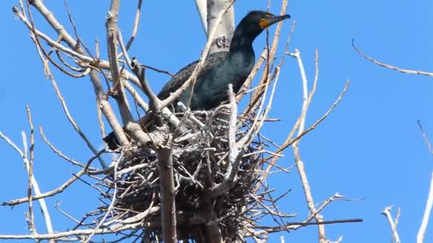 双冠鸬鹚，Phalacrocorax auritus 在巢穴 — 图库视频影像