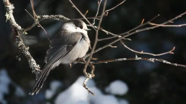 Gray Jay, Perisoreus canadensis på Algonquin, Kanada — Stockvideo