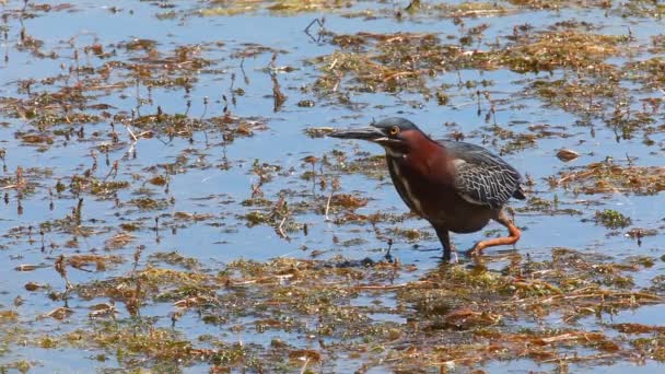 Groene reiger, Butorides virescens voederen in moeras — Stockvideo