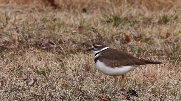 Kildeer'in, charadrius vociferus — Stok video