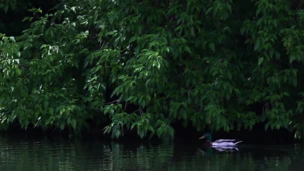 Mallard macho, Anas platyrhynchos, en el borde del pantano — Vídeos de Stock