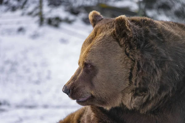 Portrait of a brown bear in profile on a rugged white-gray background.(Ursus arctos)View of a bear in winter