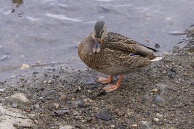 Erkek Mallard ördeği taştan bir sahilde nehrin kenarında duruyor. (Anas platyrhynchos)