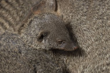 Firavunfaresi (Mungos mungo) genellikle Afrika 'nın orta ve doğu bölgelerinde bulunur. Diğer firavunfarelerinin arasında gizlenmiş bir firavun faresi görüntüsü. 