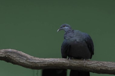 Ağaç dallarında oturan güvercin (Columba vitiensis griseogularis) 