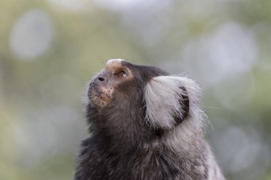 Sıradan bir marmoset Yeni Dünya maymunu. Bulanık arkaplanda izole edilmiş profil portresi.