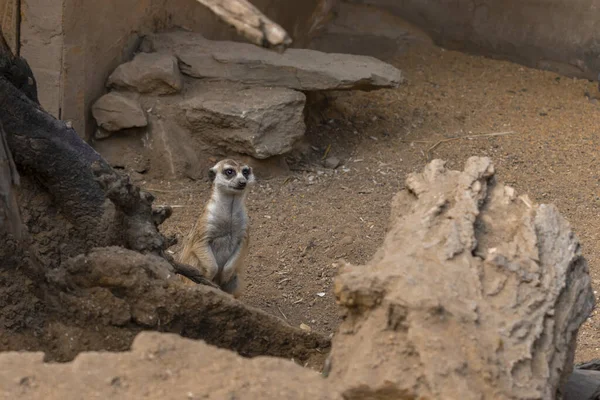 Cute Meerkat Suricate Suricata Suricatta Stands Wooden Stumps Weeds Its — Stock Photo, Image