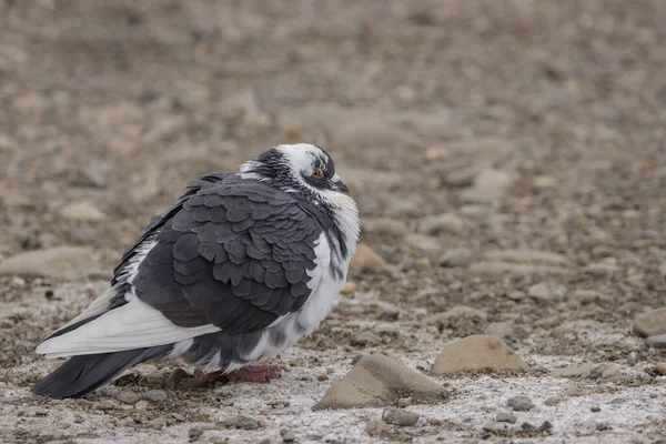 Pombo Branco Com Manchas Pretas Retrato Pombo Sentado Uma Praia — Fotografia de Stock