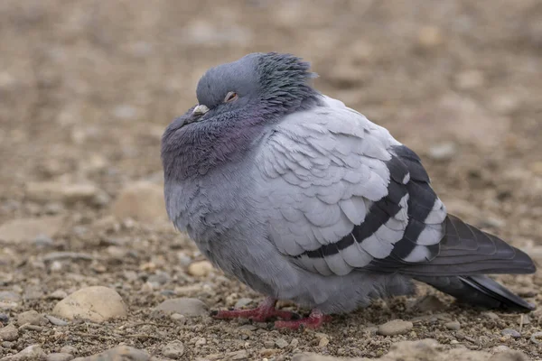 Blick Auf Eine Schlafende Taube Einem Steinstrand Haustaube Renntaube Oder — Stockfoto