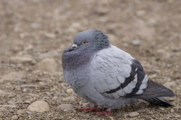 Vue Pigeon Assis Sur Une Plage Pierre Pigeon Domestique Pigeon — Photo