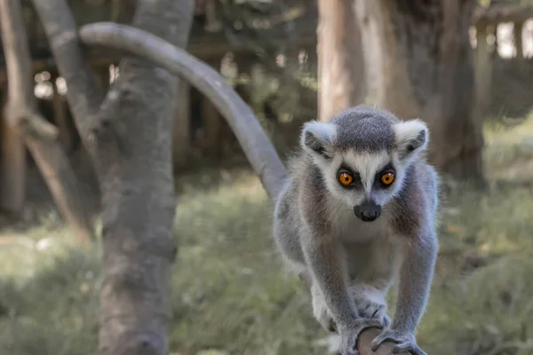 Ringstaartmaki Lemur Catta Een Zoölogische Tuin Een Baby Lemur Klimt — Stockfoto