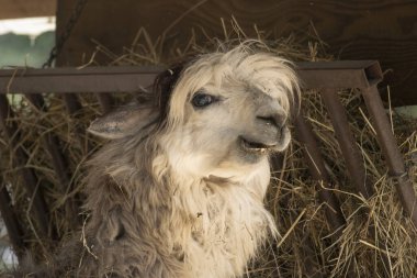 Apaca, besleyicinin önünde çıplak dişlerle dikiliyor. Lama paketleri (Vicugna paketleri)