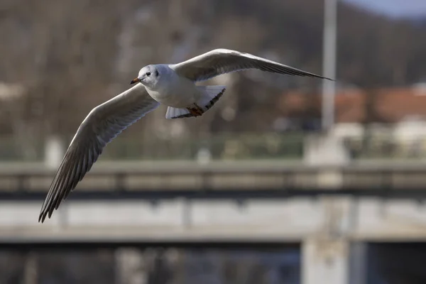 Gaivota Cabeça Preta Voadora Fundo Ponte Rodoviária Croicocefalia Ridibundus — Fotografia de Stock