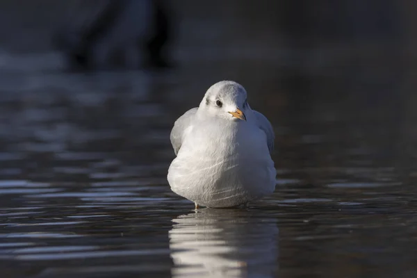 Czarnowłosa Mewa Wodzie Ptak Pływa Rzece Patrzy Prosto Chroicocephalus Ridibundus — Zdjęcie stockowe