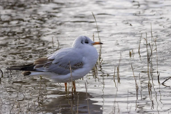 Vista Uma Gaivota Cabeça Preta Que Está Água Entre Juncos — Fotografia de Stock