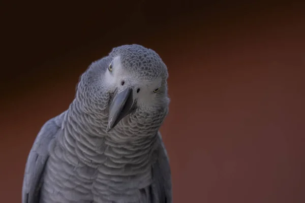 Portré Egy Papagájról Sötét Vörös Háttérrel Afrikai Szürke Papagáj Psittacus — Stock Fotó