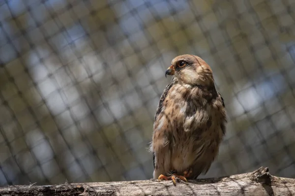 Portret Wspólnej Zagrody Siedzącej Drewnianej Gałęzi Tle Ogrodzenia Falco Tinnunculus — Zdjęcie stockowe