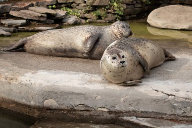 Taş ve suyun arka planındaki beton zeminde yatan liman ya da ortak mühür. İki yalancı mühür görünüyor. Fotoğraf: Vitulina.) 