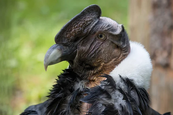 Andean Condor Portréja Keselyű Világ Legnagyobb Repülő Madara Vultur Gryphus — Stock Fotó