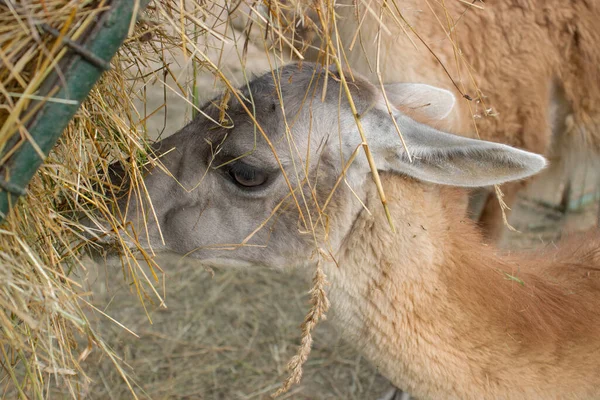 Άποψη Ενός Guanaco Που Τρώει Άχυρο Από Έναν Τροφοδότη Γουανικόε — Φωτογραφία Αρχείου