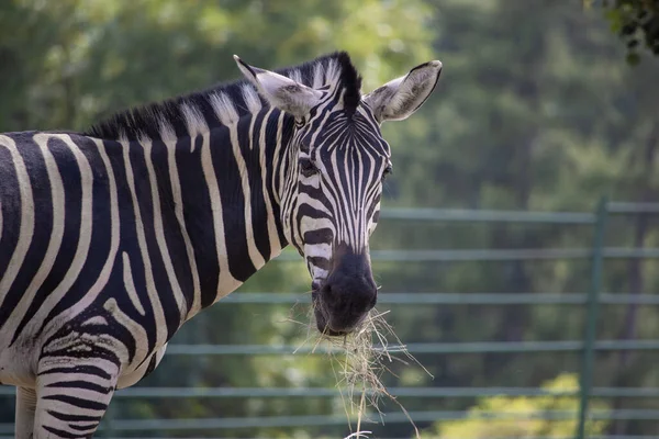 Ζέβρα Του Τσάπμαν Equus Quagga Chapmani Πορτραίτο Ζέβρα Που Τρώει — Φωτογραφία Αρχείου