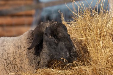 Kara yüz koyun saman yer. Yakın plan portre. (Ovis Günlükleri).