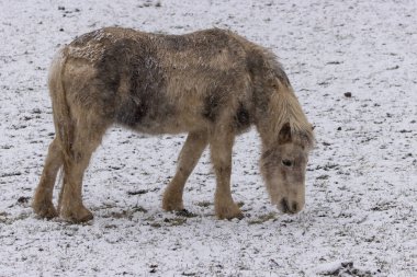 At, karlı bir arazide otlar. Karların altında yiyecek arıyorum. (Equus Caballus)