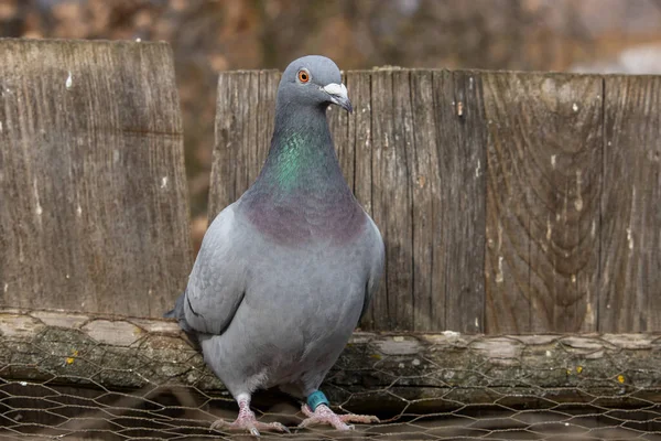 Taube Die Auf Einem Gitter Vor Einem Holzzaun Steht Haus — Stockfoto