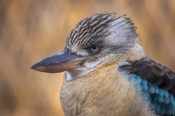 Férfi Kék Szárnyú Kookaburra Portréja Közelkép Portré Dacelo Leachii — Stock Fotó