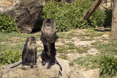 Parkta taşların üzerinde oturan iki maymunu görüyorum. (Macaca silenus)