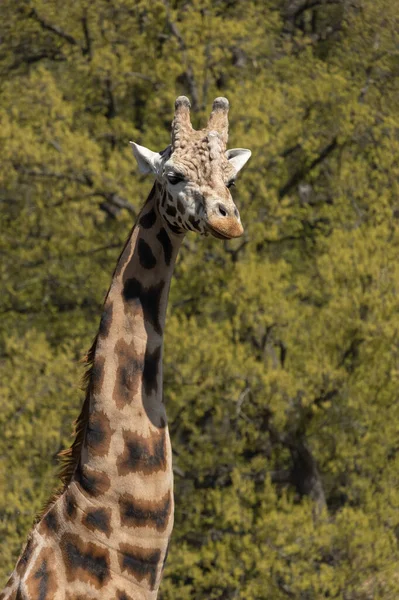 Портрет Жирафа Зоопарке Фоне Лиственных Деревьев Giraffa Camelopardalis Rothschildi — стоковое фото