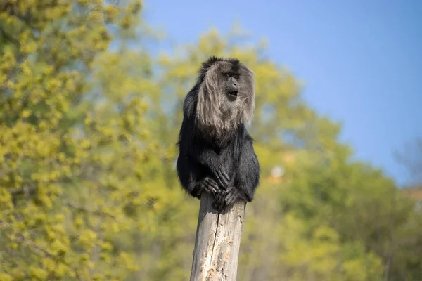 Lion Tailed Macaque Sitting Wooden Pole Background Deciduous Trees Blue — Stock Photo, Image