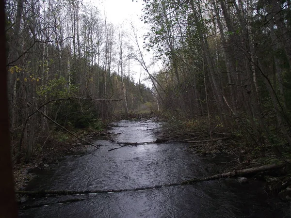 Kuzey Rusya 'da bir ormanda bir dere.